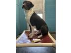 Adopt Finn a Black - with White Pit Bull Terrier dog in Opelousas, LA (37327107)