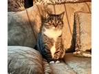 Adopt Clarice a Domestic Shorthair / Mixed (short coat) cat in Brainardsville