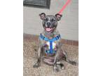 Adopt Tabby a Pit Bull Terrier