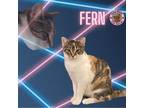 Adopt Fern a Domestic Short Hair