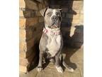 Adopt Ava a Pit Bull Terrier