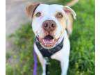 Adopt GINGER ALE* a Pit Bull Terrier