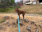 Adopt Rufus -- California a Chocolate Labrador Retriever