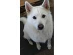 Adopt NOVA a Samoyed, American Eskimo Dog