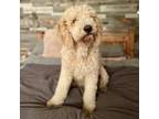 Adopt Fozzie Bear a Standard Poodle, Saint Bernard