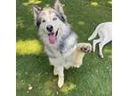 Adopt Happy a Alaskan Malamute, Husky