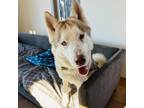 Adopt Elliot a Alaskan Malamute, Husky