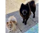 Adopt Hercules a Chow Chow