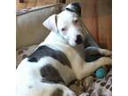 Adopt Clyde a Catahoula Leopard Dog, Terrier