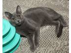 Adopt Ka'i a Domestic Short Hair