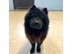 Adopt Marlo a Chow Chow