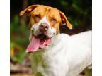 Adopt Jaxon a Hound, Pointer