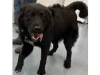 Adopt Zachary a Newfoundland Dog, Spaniel