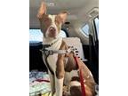 Adopt Tucker a Pit Bull Terrier