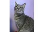 Adopt Johnny and Lily Bonded Pair a Domestic Short Hair