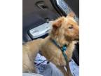 Adopt Chewy a Chow Chow