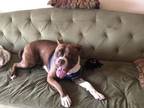 Adopt Reese a Pit Bull Terrier