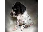 German Shorthaired Pointer Puppy for sale in Barryville, NY, USA