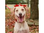 Adopt Osborne a Labrador Retriever, Goldendoodle