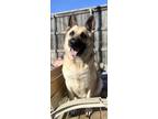 Adopt Richard a German Shepherd Dog, Mixed Breed