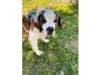 Adopt Sullivan a Saint Bernard