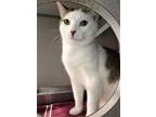 Adopt Homer a Domestic Short Hair