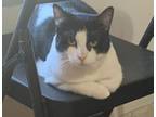 Adopt Bill (Peg-Fostered in TN) a Domestic Short Hair