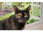 Poppy Domestic Shorthair Adult Female