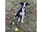 Reader Labrador Retriever Puppy Male