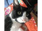 Cookie Domestic Shorthair Adult Male