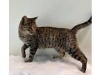 Randi Domestic Shorthair Young Female