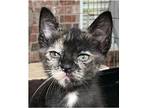 SUZY Q Domestic Mediumhair Kitten Female