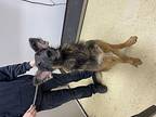 Jasper German Shepherd Dog Young Male