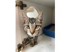 Oliver Domestic Shorthair Young Male