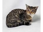 Indie Domestic Shorthair Kitten Female
