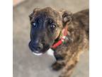 Fudge Border Collie Puppy Female