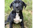 Calla Beagle Puppy Female
