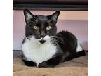 Donald Domestic Shorthair Senior Male