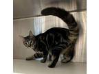 Toulouse Domestic Shorthair Young Male