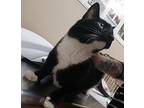 Zip Domestic Shorthair Senior Male