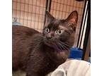 Bubby Domestic Shorthair Adult Male