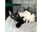Forklift & Danny Phantom Domestic Shorthair Young Male