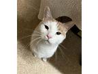 Quincy Domestic Shorthair Young Male