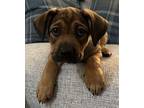 Bon Bon Mixed Breed (Small) Puppy Female