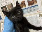 Wilma Domestic Shorthair Kitten Female