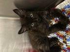 Dior Domestic Longhair Young Female
