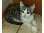 Sage Domestic Shorthair Kitten Male