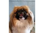 Edgar Pekingese Adult Male