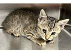 Corine Domestic Shorthair Kitten Female