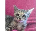 Juju Domestic Shorthair Kitten Female